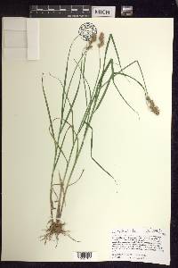 Carex projecta image