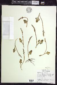 Botrychium simplex image