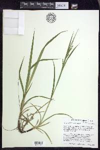 Carex davisii image