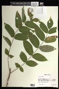 Juglans cinerea image