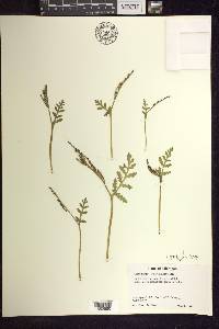 Botrychium matricariifolium image