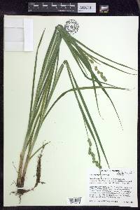 Carex sparganioides image