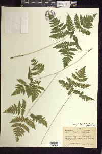 Gymnocarpium dryopteris image