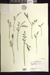 Botrychium matricariifolium image