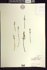 Botrychium matricariifolium image