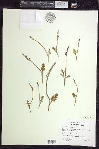 Botrychium simplex image