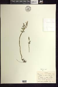 Botrychium matricariifolium image