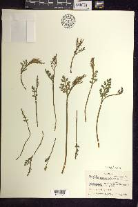 Botrychium matricariifolium image