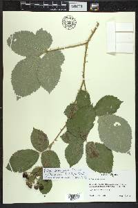 Rubus bifrons image