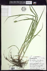 Carex cephaloidea image