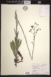 Hieracium longipilum image