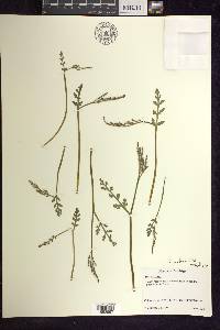 Botrychium matricariifolium image