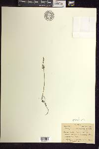 Botrychium matricariifolium image