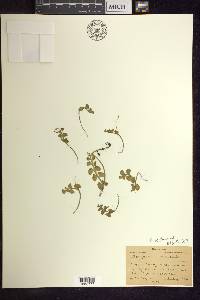 Botrychium neolunaria image