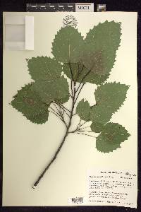 Populus grandidentata image