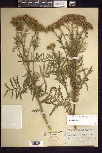 Tanacetum vulgare image