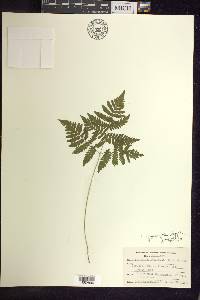 Gymnocarpium dryopteris image