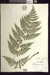 Dryopteris × triploidea image