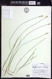 Carex sterilis image