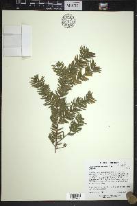 Taxus cuspidata image