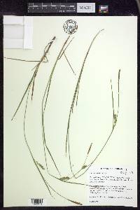 Carex meadii image