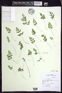 Cryptogramma stelleri image