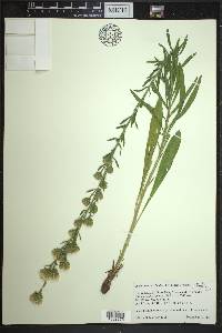 Liatris aspera image