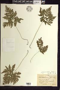 Gymnocarpium dryopteris image