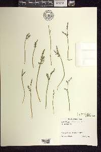 Botrychium matricariifolium image