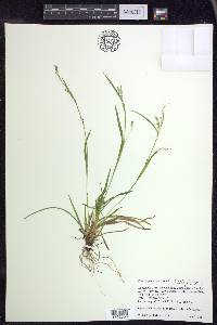 Carex leptonervia image