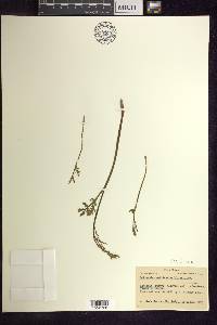 Botrychium matricariifolium image