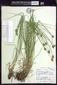 Carex bebbii image