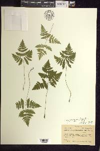 Gymnocarpium dryopteris image