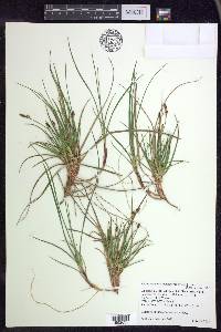 Carex tonsa image