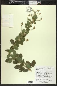 Lespedeza hirta image