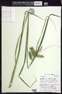 Carex comosa image