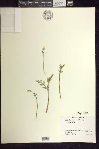 Botrychium matricariifolium image