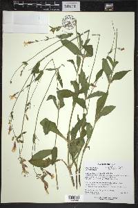 Silene latifolia image