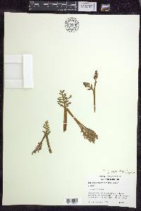 Botrychium matricariifolium image