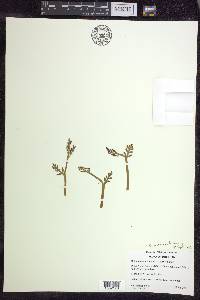 Botrychium matricariifolium image