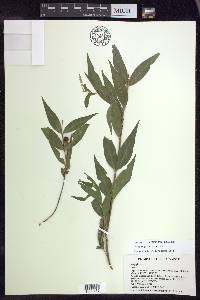 Malpighia glabra image