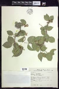 Malpighia ovata image