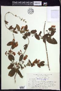 Gaudichaudia mcvaughii image