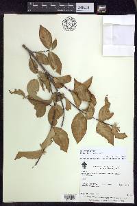 Malpighia ovata image