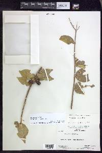 Malpighia ovata image