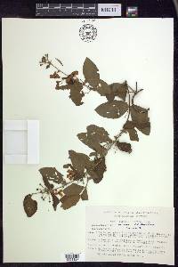 Gaudichaudia mcvaughii image