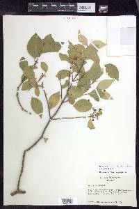 Malpighia glabra image