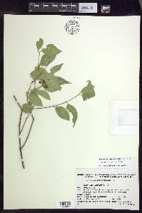 Malpighia ovata image