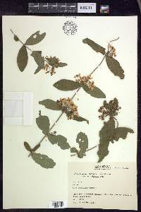 Gaudichaudia mcvaughii image