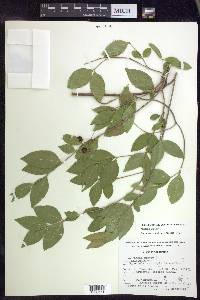 Malpighia glabra image